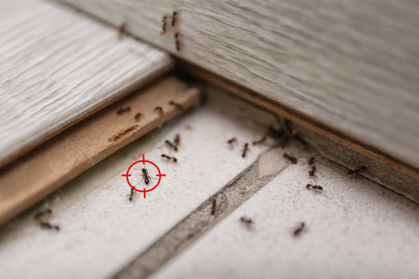 Insect Control in Fridley, MN